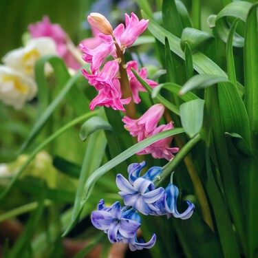 ¡Estas 5 plantas antimosquitos son el secreto para mantener tu casa libre de insectos este verano!