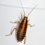 ¡Despídete de las cucarachas, polillas y mosquitos para siempre con estos 5 remedios naturales que nadie te había contado!
