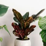 Este increíble invento mantiene tus plantas vivas sin esfuerzo: ¡Olvídate de cuidarlas en vacaciones!