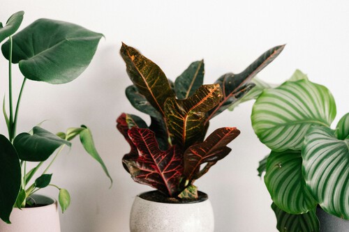 Este increíble invento mantiene tus plantas vivas sin esfuerzo: ¡Olvídate de cuidarlas en vacaciones!