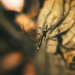 «¡Descubre los 5 inventos que están reemplazando las mosquiteras y salvarán tu verano de los insectos!»