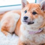 ¡Este dispositivo Xiaomi eliminó los pelos de mi mascota en casa en un abrir y cerrar de ojos!