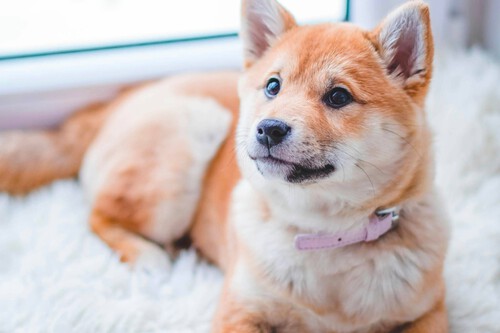 ¡Este dispositivo Xiaomi eliminó los pelos de mi mascota en casa en un abrir y cerrar de ojos!