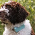¡Este gadget hará que nunca pierdas a tu perro en el parque otra vez!