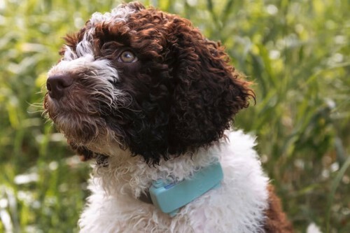 ¡Este gadget hará que nunca pierdas a tu perro en el parque otra vez!