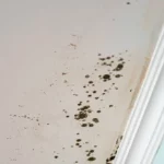 ¡Descubre la increíble solución barata y fácil para eliminar la humedad en tu casa! ¡La uso hace dos años y no puedo creer los resultados!