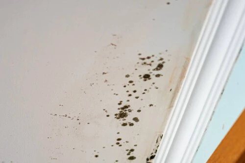 ¡Descubre la increíble solución barata y fácil para eliminar la humedad en tu casa! ¡La uso hace dos años y no puedo creer los resultados!