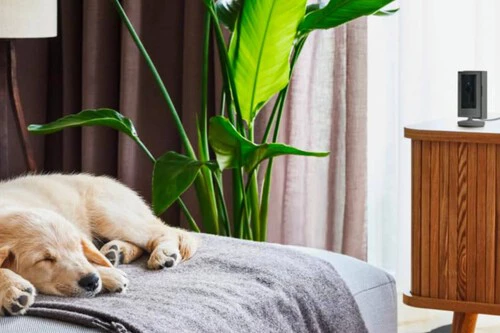 ¡Descubre el gadget que te dirá si tu mascota te extraña o está causando el caos cuando te vas de casa!
