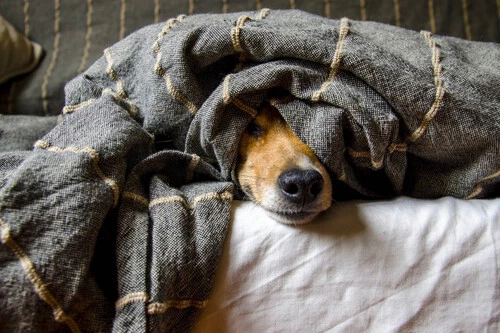 ¡Este gadget revolucionario calma a mi perro aterrorizado por los petardos navideños, incluso cuando no estoy en casa!