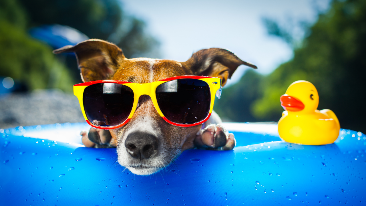 ¡Estas camas refrigerantes de Amazon salvarán a tus mascotas del calor extremo!