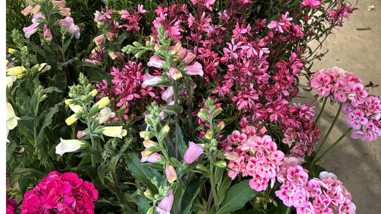 Probé todos estos sistemas de riego caseros antes de irme de vacaciones… y uno me salvó las plantas