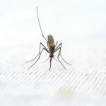 Protege tus noches mágicas por menos de 5 euros: El spray antimosquitos que te hará revivir veranos sin preocupaciones