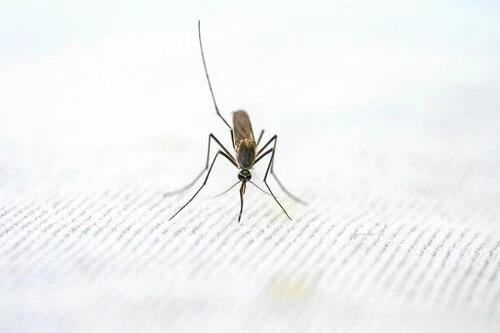 Protege tus noches mágicas por menos de 5 euros: El spray antimosquitos que te hará revivir veranos sin preocupaciones