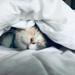 Descubre el secreto para noches frescas y llenas de paz: el climatizador que está robando sonrisas y aliviando bolsillos