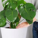 ¡Descubre el truco barato que salvará tus plantas mientras estás de vacaciones!