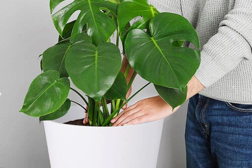 ¡Descubre el truco barato que salvará tus plantas mientras estás de vacaciones!
